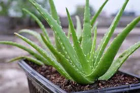 ALOE VERA