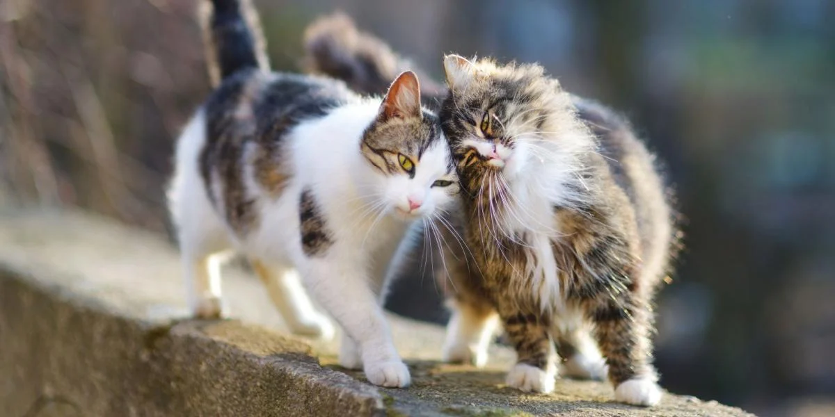 Two-cats-walking-on-a-stone-wall-pressing-their-heads-together-compressed
