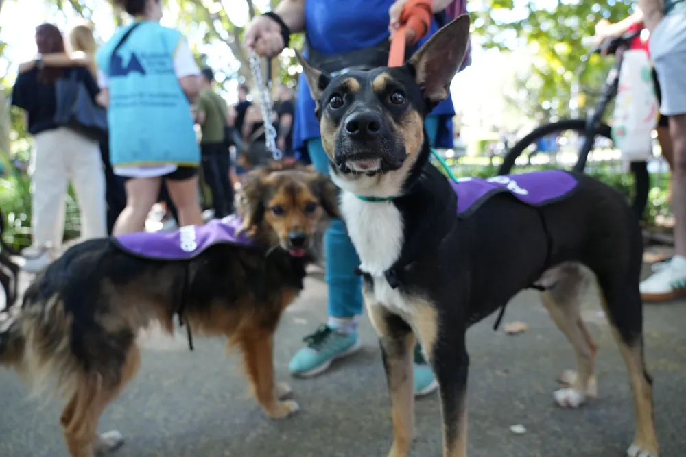 jornada de adopción (1)_0