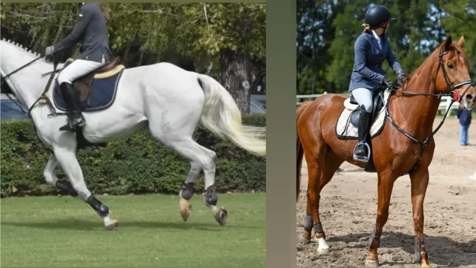 multimedia.normal.b507773739352d60.bm9ybWFsLndlYnA=