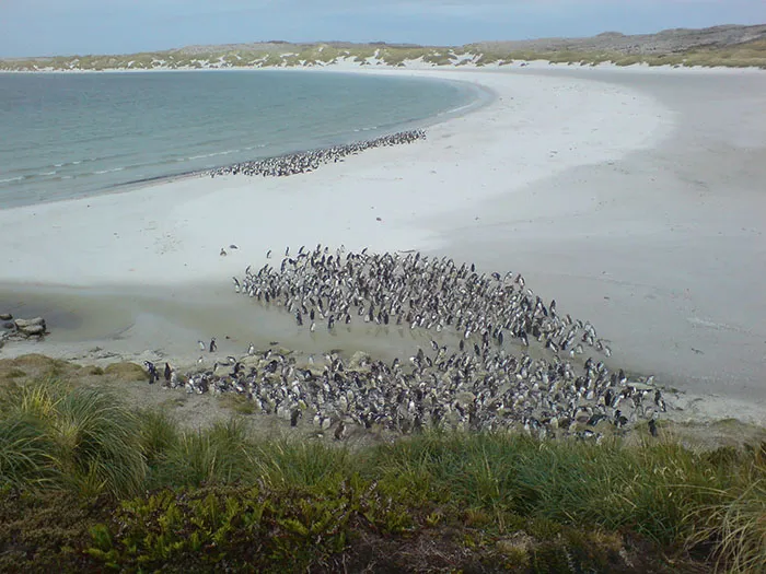 malvinas18