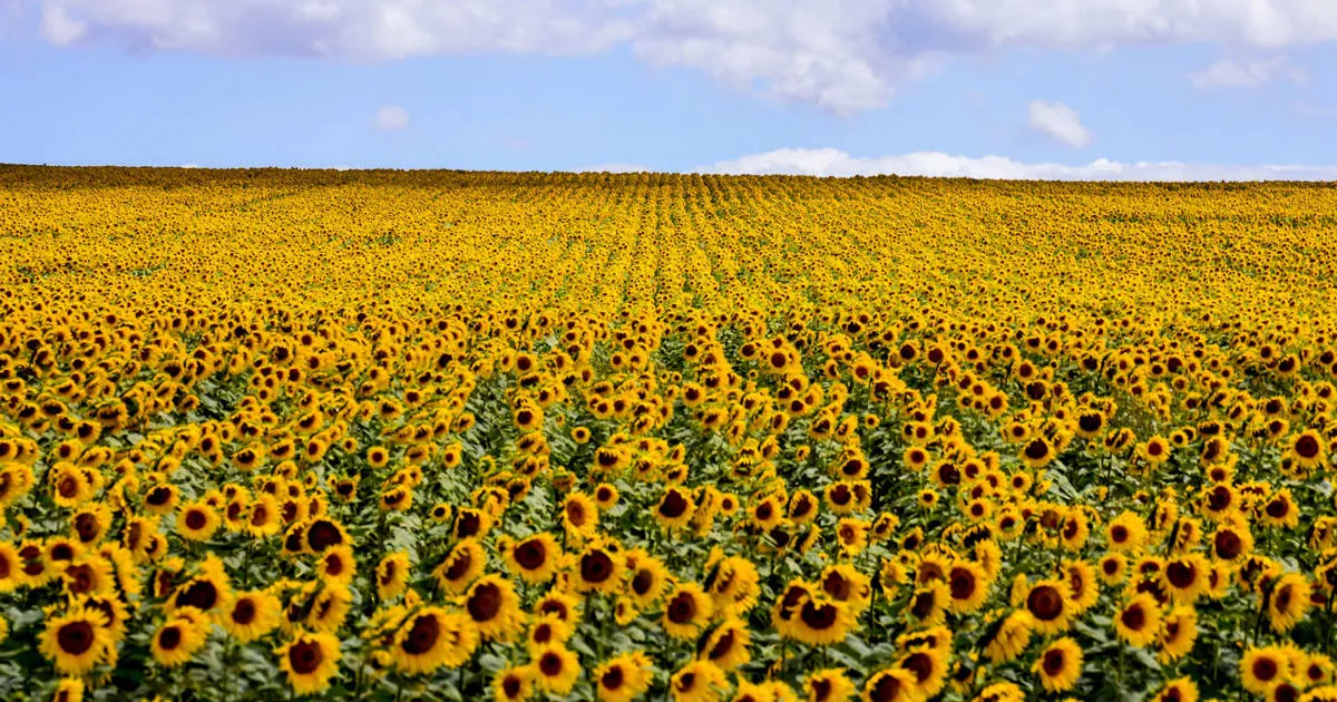 campo-girasoles_a0dab957_240711105700_1200x630
