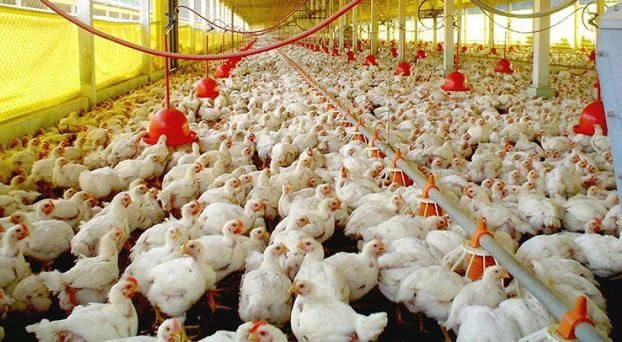 avicola-pollos-tres-arroyos