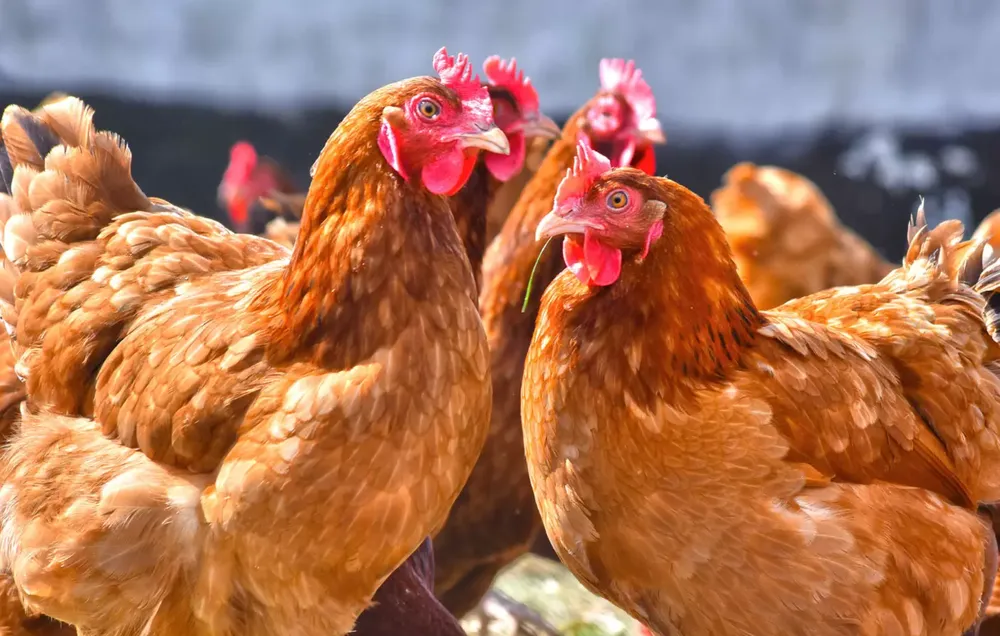 gallinas-ponedoras-biozyme
