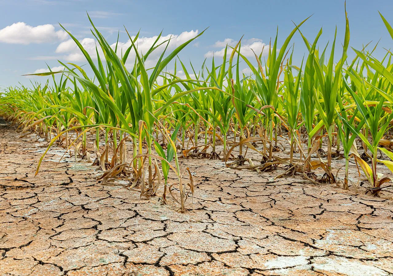 sequia-soluciones-alternativas-para-ahorrar-agua-en-el-agro-campo-lluvia-nina-1673683028509_1280