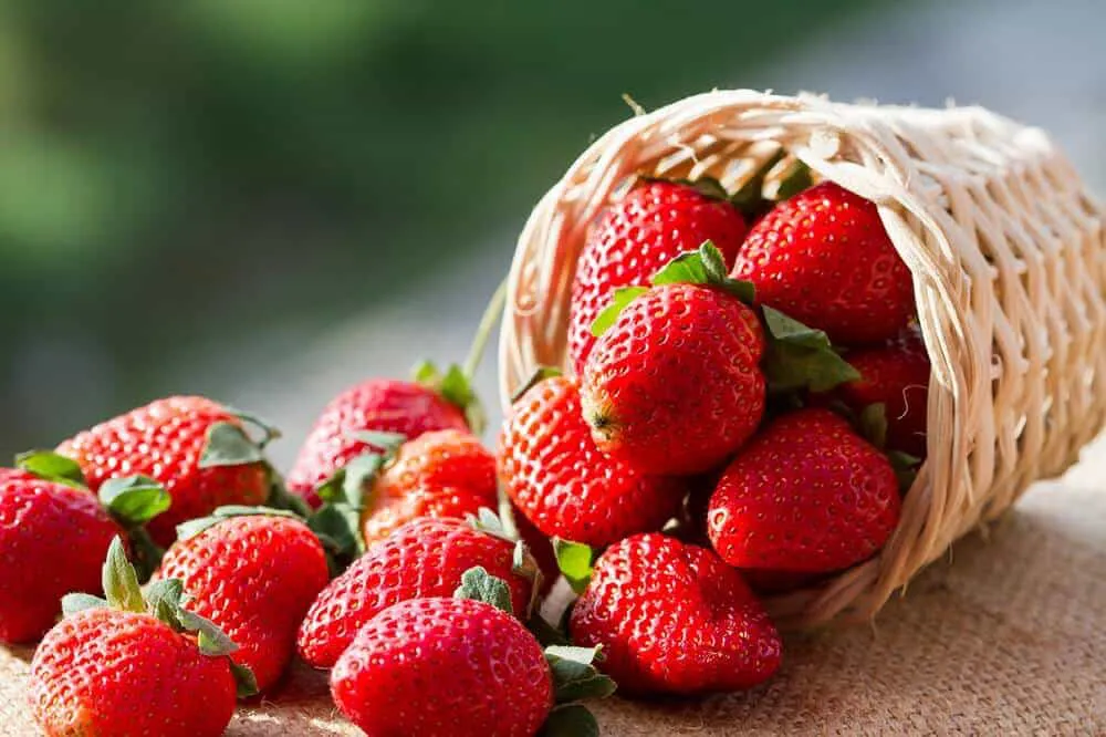 frutilla-receta